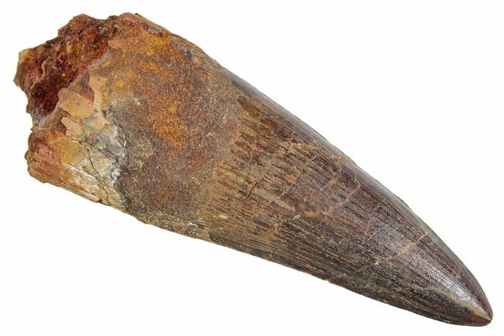 Real Fossil Spinosaurus Tooth - Huge Dinosaur Tooth #360452